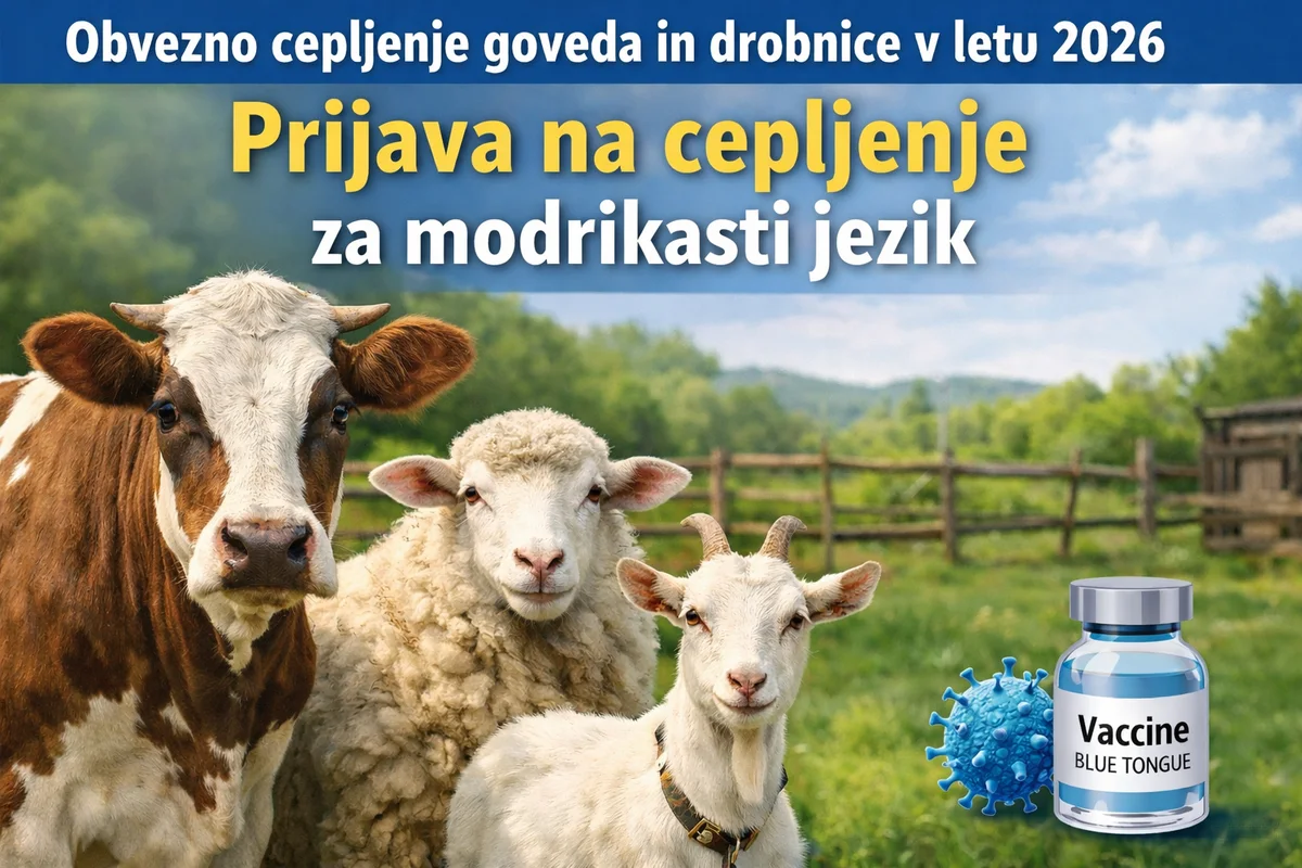 Obvezno cepljenje goveda in drobnice v letu 2026